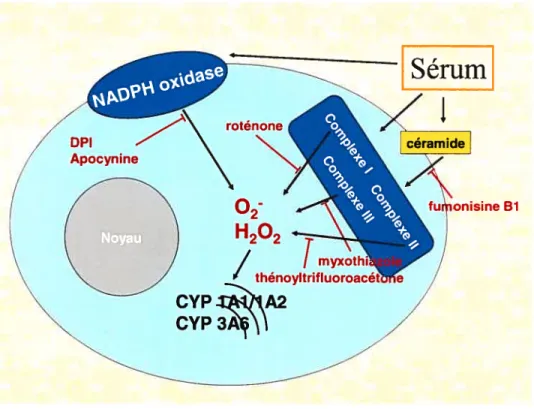 Figure 8. Inhibiteurs utilisés pour prévenir la formation de dérivés radicalaires de l’oxygène dans les hépatocyies