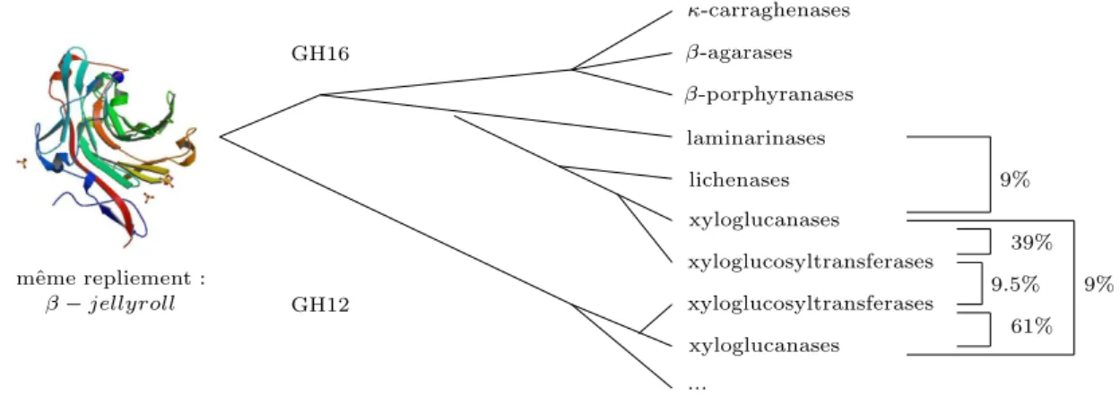 Fig. 1.1  Exemple d'arbre phylogénétique sur la superfamille des Glycosides Hydrolases.