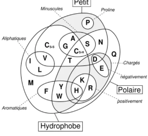 Fig. 2.4  Propriétés physico-chimiques des acides aminés