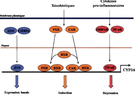 Figure  6.  Mécanismes  de  base  de  la  régulation  du  gène  du  CYP3A4. 