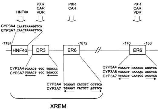 Figure  7_  Site  de  liaison  des  récepteurs  nucléaires  HNF-4a,  PXR,  CAR et  VDR  dans  la  région  XREM  situé  en  5'  sur  les  gènes  codant  pour  les  CYP3A4 et CYP3A7_  (Burk et Wojnowsky, 2004) 