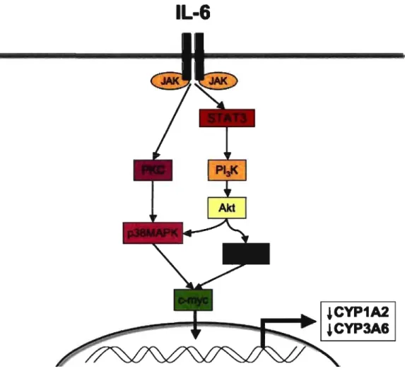 Figure  10.  Voies  de  signalisation  activées  par  ! 'IL-6.  Le  récepteur  IL-6Ralgp 130  via  les  JAK  phosphoryle  les  STAT  qui  active  la  PI 3 K