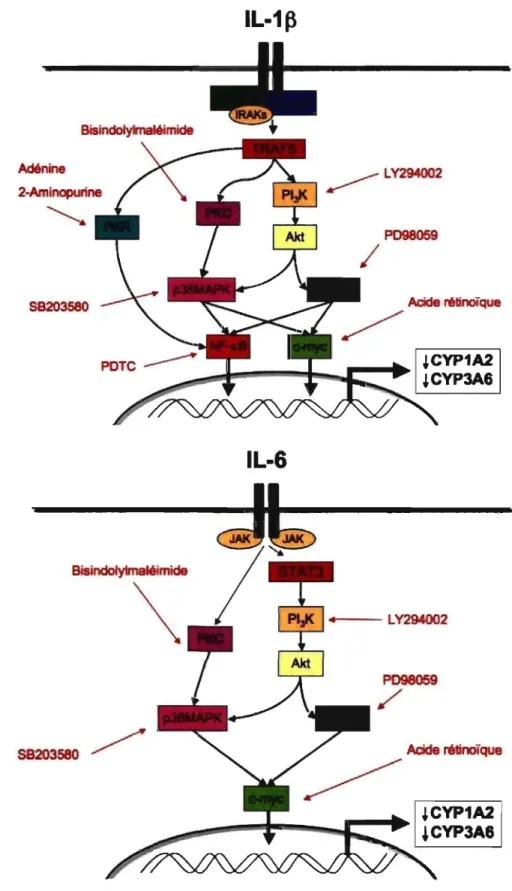 Figure  11.  Inhibiteurs  utilisés  pour  bloqués  les  voies  de  signalisation  activées par l'IL- l'IL-l  ~  (A)  et l'IL-6 (B) 