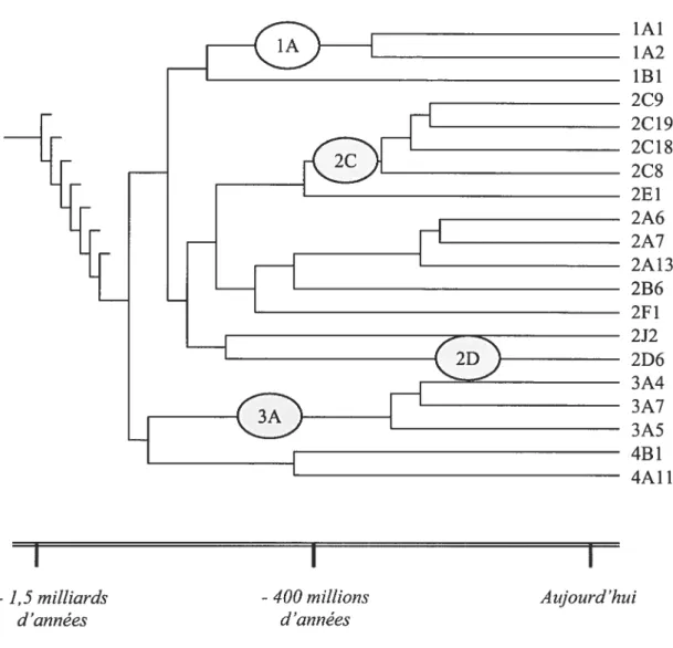 Figure 5. Évolution des différentes familles des cytochromes P450 humains (adapté de 97)•