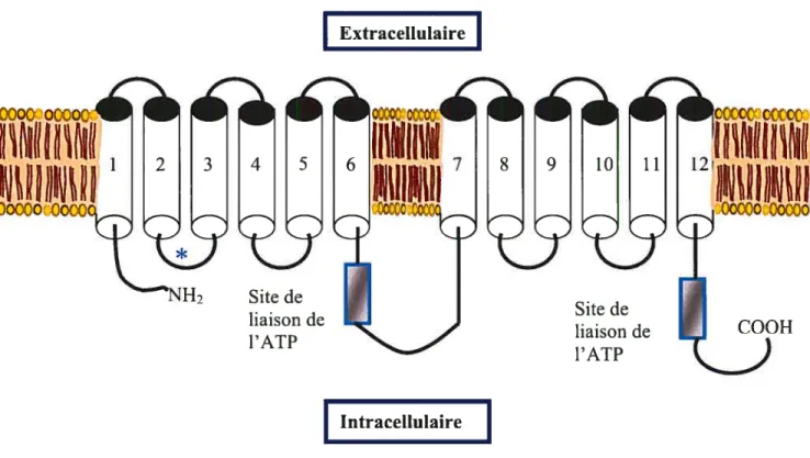 Figure 6. Schéma structurel de la P-gÏycoprotéine. La P-gp est composé de deux moitiés contenant 6 segments transmembranaires reliés entre eux par des boucles extra et intra-cellulaires