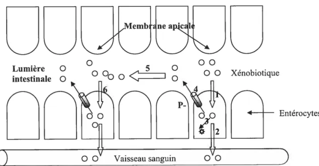 Figure 7. Cycle des xénobiotiques dans l’épithélium intestinal. (1) Absoption passive des xénobotiques dans la lumière des entérocytes