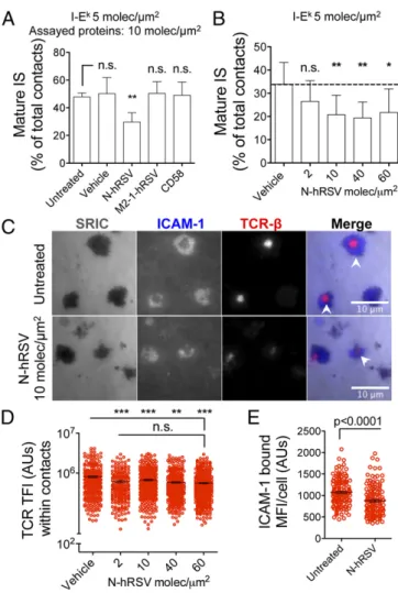 Fig. 4. The hRSV N protein prevents mature IS assembly by naïve CD4 + T cells.