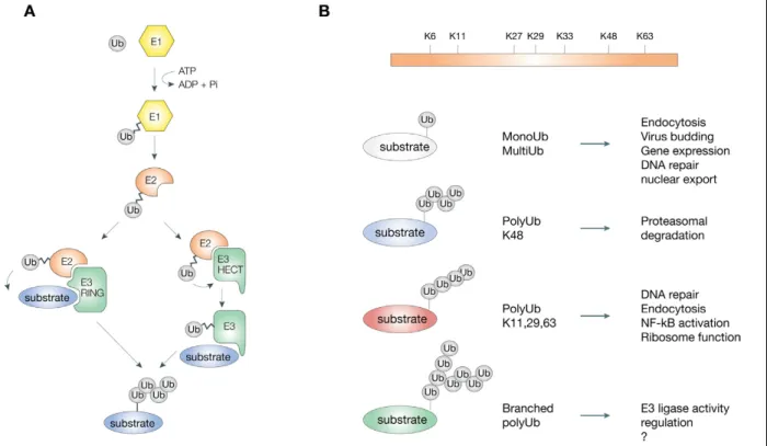 Figure 1.3 Mécanismes d’ubiquitination  