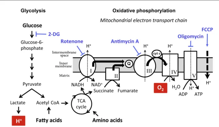 Figure 1.7 Représentation schématique de la glycolyse et de la phosphorylation oxydative  via la chaîne de transport d’électrons