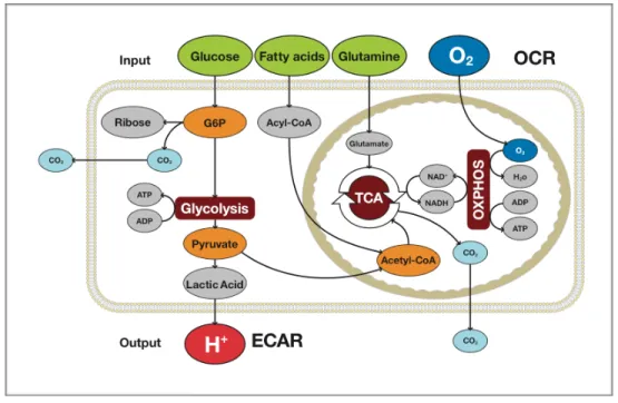 Figure 1.9 Représentation schématique du métabolisme lié à la production d’ATP. 