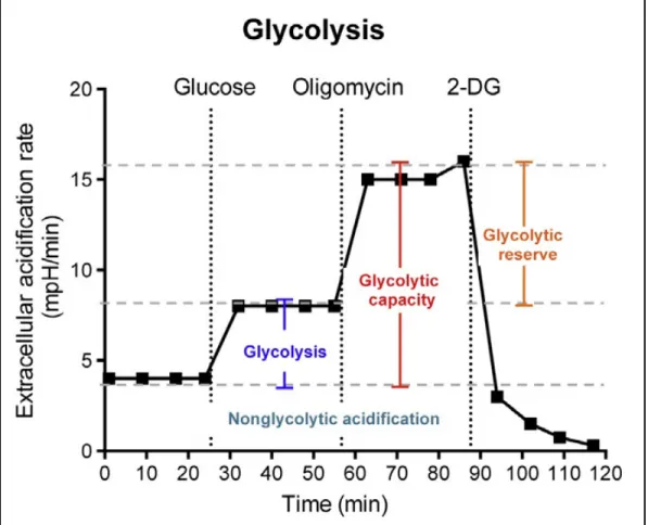Figure 1.11 Profil de caractérisation de la glycolyse 