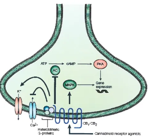 Figure 2 : Voici une simplification des principales voies de signalisation des récepteurs cannabinoïdes CB1 et CB2 suivant l’activation par leurs agonistes