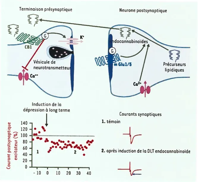 Figure 7: Les endocannabinoïdes sont des messagers lipidiques synthétisés à la demande au niveau post-synaptique suite à une dépolarisation de la membrane neuronale secondaire à l’entrée de calcium