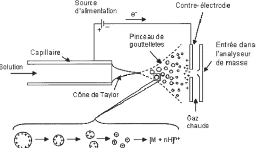 Figure 1.1 La formation des ions positives desolvatés par ESI.