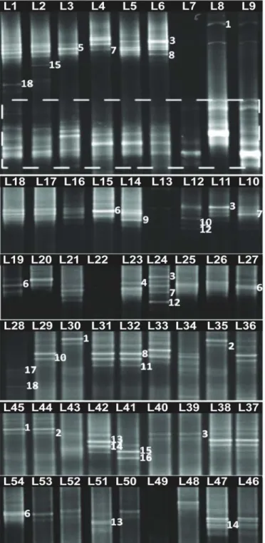 Figure 1. DGGE patterns of partial 18S rRNA gene amplified from root and soil samples  from the rhizospere of plantain plants
