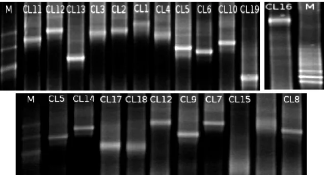 Figure 1S. DGGE banding patterns of partial 18S rRNA gene from clones of AMF taxa,  Lanes: M, marker; numbers denote the AMF ribotypes identified in Table 2