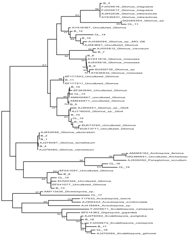 Figure 2S. Phylogenetic analysis by Maximum Likelihood. This unrooted bootstrap  consensus tree was inferred from 1000 replicates and based on the GTR+G+I model