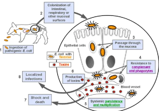 Figure 3. Schematic representation of the pathogenesis of ExPEC infections in animal. 