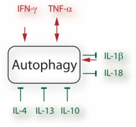 Figure 1.6. Cross-talk between autophagy and cytokines.  