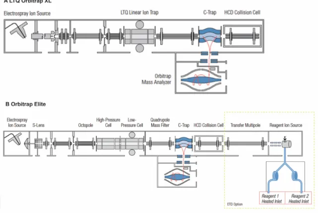 Figure  1.10.  Schematics  of  the  LTQ  Orbitrap  XL  and  Orbitrap  Elite  hybrid  mass  spectrometers