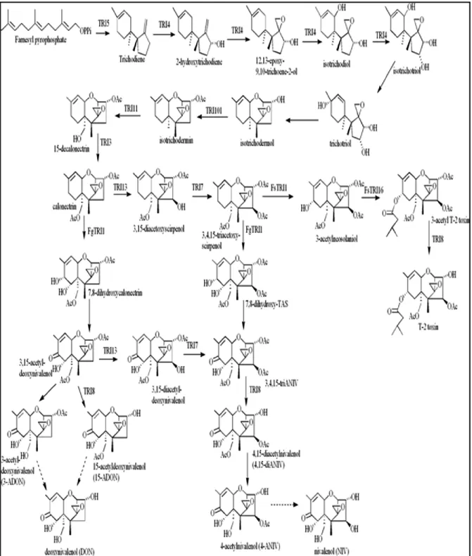 Figure 1.2: Proposed trichothecene biosynthetic pathway in Fusarium species (provided by  Susan McCormick)