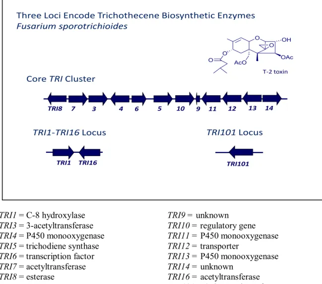 Figure  1.3:  Fusarium  trichothecene  gene  cluster. In  Fusarium,  trichothecene  biosynthetic  enzymes are encoded by  TRI genes at three loci: the 12-gene core  TRI  cluster, the  single-gene  TRI101 locus, and the two-gene TRI1-TRI16 locus