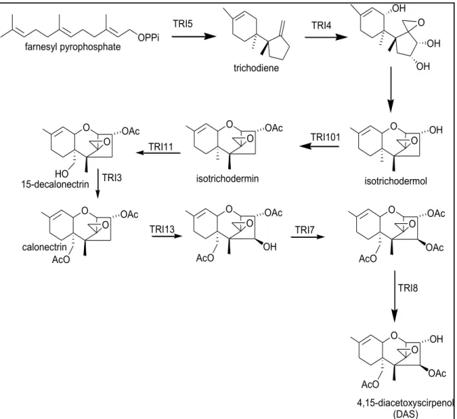 Figure  2.1:  Proposed  biosynthetic  pathway  for  4,  15-  diacetoxyscirpenol  (4,  15-DAS)  adapted from Susan McCormick  