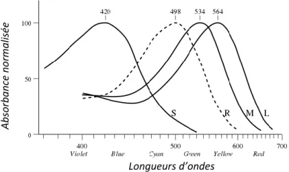 Figure 4 Spectre d'absorption normalisé des trois iodopsines et de la rhodopsine  (courbe en pointillé) humaines (d’après  [Bowmaker 1980]) 
