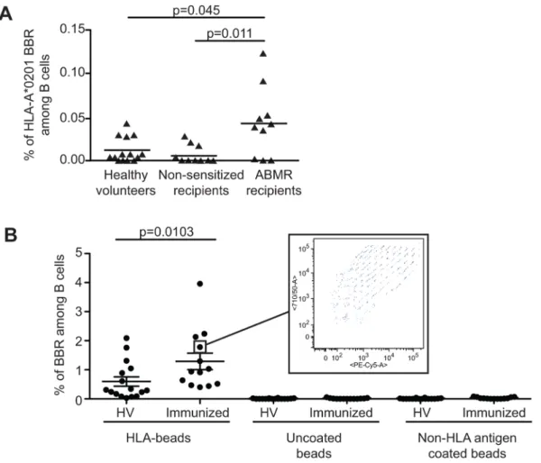 Figure 5. Enhanced frequency of anti-HLA B cell in immunized patients. A. Using single HLA-A*0201 coated beads, the frequency of B cells specific to HLA-A*0201 allele was assessed in the blood of sensitized transplant recipients with histologically proven 
