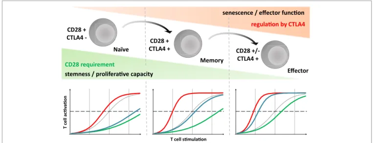 FiGURe 1 | CD28 requirement and CTLA-4 mediated inhibition  evolve through T cell run, highlighting consequence of different  strategies targeting the CD28/CD80/86/CTLA-4 axis