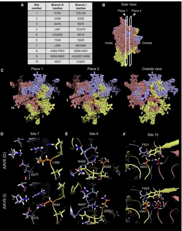 Figure 5. Sites of Interest Map to the Trimer Interface, Suggesting Stronger Inter-monomeric Interactions in AAPC-Independent Serotypes (A) Summary of the ten sites (twelve residues) identified by branch D/branch I multiple sequence alignment, numbered fro