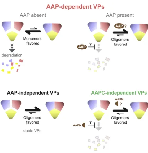 Figure 7. Model for Early Steps of Capsid Assembly Across the AAP Phenotypes Whether a serotype is AAP-dependent,  AAP-inde-pendent, or AAPC-indeAAP-inde-pendent, nucleating capsid assembly is likely dependent on both the stability and oligomerization of V
