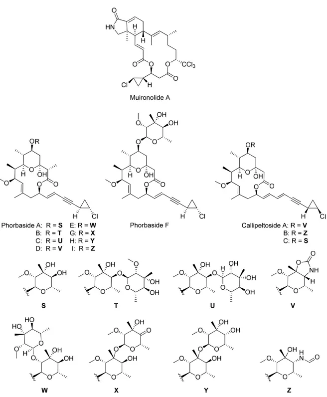 Figure 2. Produits naturels extraits de l’éponge marine Phorbas sp. 