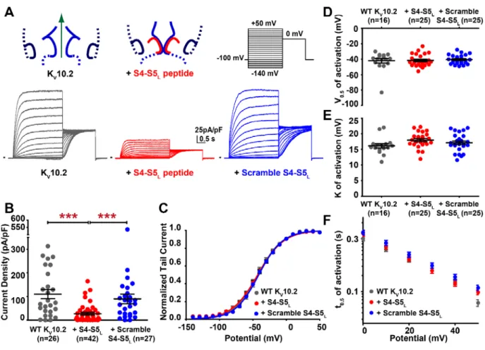 Figure 5: S4-S5 L peptide inhibits K V 10.2 channels. A: representative, superimposed recordings of the  WT K V 10.2 current in the absence (left; 2 µg K V 10.2 plus 2 µg GFP encoding plasmids), in the presence  of S4-S5 L  peptide (middle; 2 µg K V 10.2 p