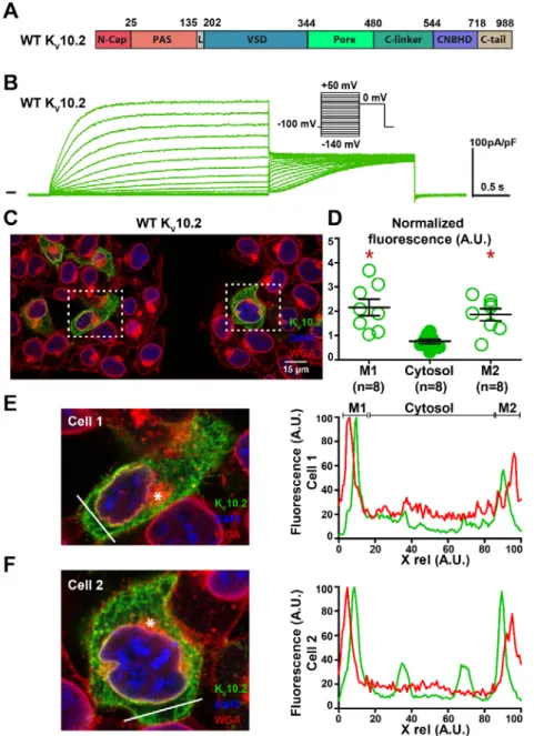 Figure 7: WT K V 10.2 characterization in transfected COS-7 cells. A: domains organization of the  channel, showing the eag domain (N-Cap + PAS), a linker domain (L, also named  proximal  N-terminus ), the voltage sensing domain (VSD), the pore domain, C-l