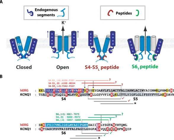 Figure 1.  Hypothetical ligand/receptor model. Alignment used to design S4-S5 L  and S6 T  peptides