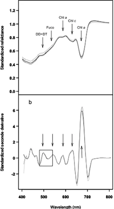 Fig 4. Typical radiometric spectra from B. lucens cultures exposed to three different light intensities