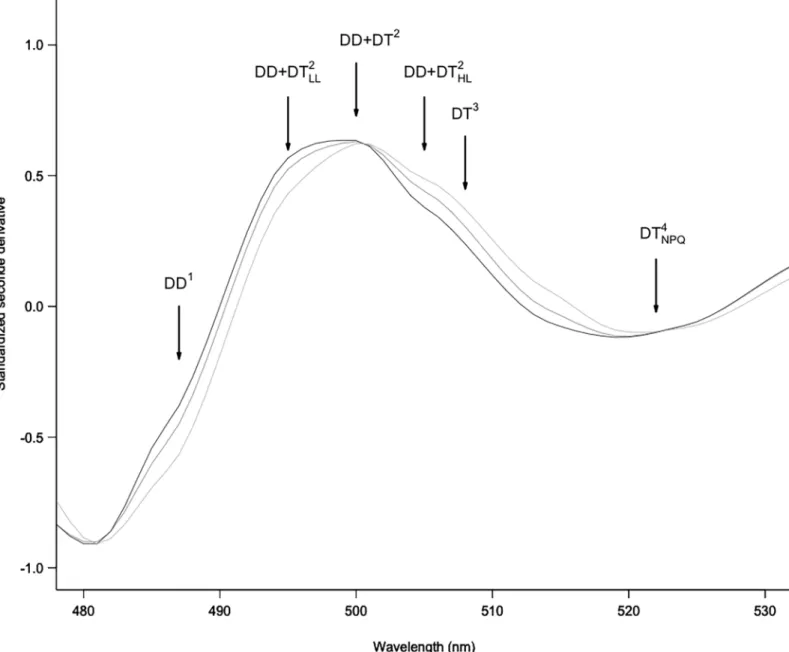 Fig 5. Zoom from Fig B for standardized second derivative over the absorption domain due to xanthophyll pigments involved in the XC (DD and DT) between 480 and 530 nm