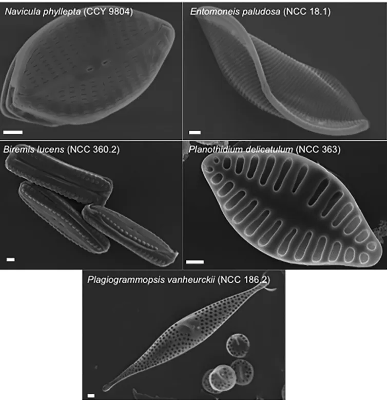 Fig 1. Specimens of the five diatom species viewed with scanning electron microscopy. Scale bars represent 1 μm