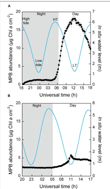 FIGURE 2 | Microphytobenthos (MPB) abundance (µg Chl a cm −2 ) at the surface of sediment and in situ water level (m) at the site of sampling as a function of universal time (h UT) measured continuously for 24 h under control light conditions (i.e., 24-h n