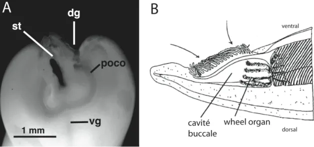 Figure  11.  Organe  pré-oral  cilié  (Enteropneusta)  et  wheel  organ  (Cephalochordata)