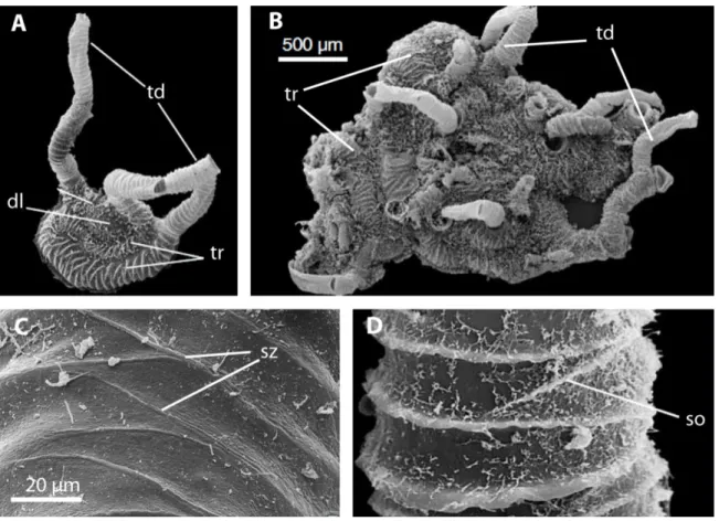 Figure 15. Coenecium de Rhabdopleura  compacta. A, coenecium en début de formation  avec dôme larvaire visible