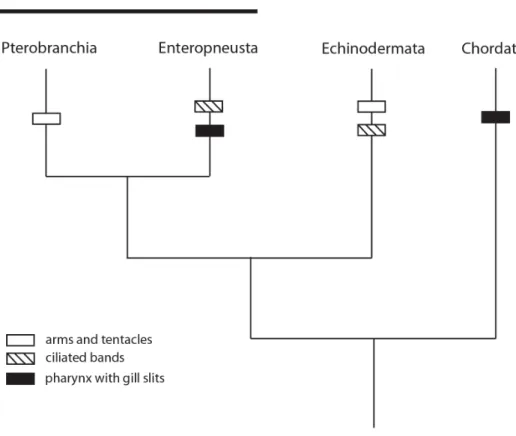 Figure 7. Filter-feeding structures in Deuterostomia. Prevailing hypotheses suggest that  the  ancestral  deuterostome  fed  with  either  ciliated  bands  like  those  in  enteropneust  and  echinoderm  larvae  or  with  arms  and  tentacles  such  as  th