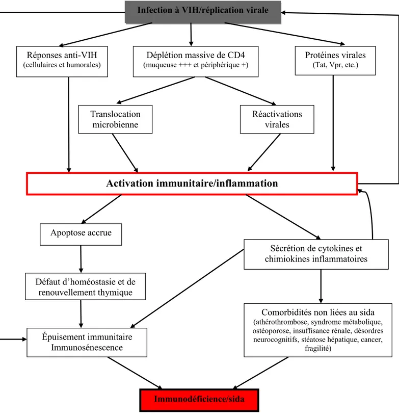Figure 4.  Causes et conséquences de l’activation immunitaire au cours de  l’Infection à VIH