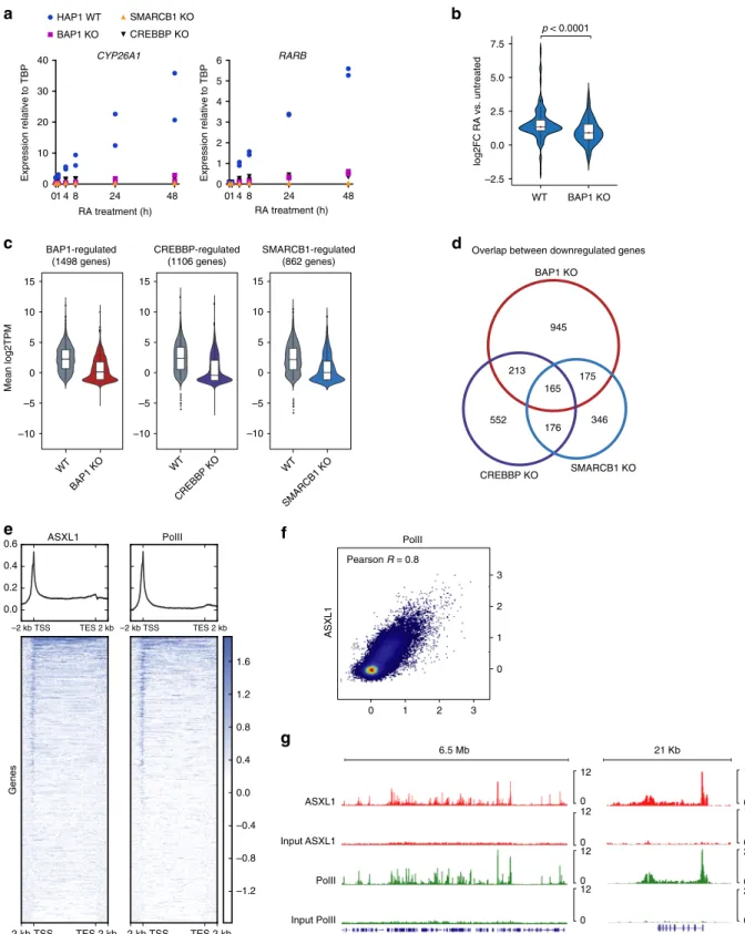 Fig. 5 Comparison of BAP1 and the CREBBP and SMARCB1 co-activator proteins. a RT-qPCR analysis of CYP26A1 and RARB expression following RA treatment at different time-points in wild-type or BAP1 , CREBBP , and SMARCB1 KO cells