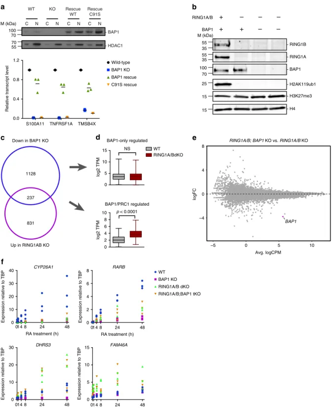 Fig. 6 BAP1 function relies on its deubiquitinase activity against H2AK119ub1. a Reintroduction of wild-type or catalytically dead (C91S) BAP1 in BAP1 KO cells