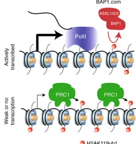 Fig. 7 Model of BAP1.com function
