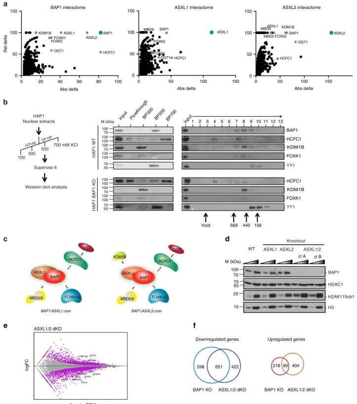 Fig. 2 BAP1.com core complex and associated factors. a Mass spectrometry analysis of HeLa cells overexpressing Flag-tagged versions of BAP1, ASXL1, and ASXL2