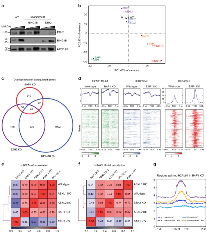 Fig. 3 BAP1.com is dispensable for Polycomb-mediated silencing. a Western blot analysis of EZH2 and RING1B in wild-type (WT), RING1B KO, and EZH2 KO cells