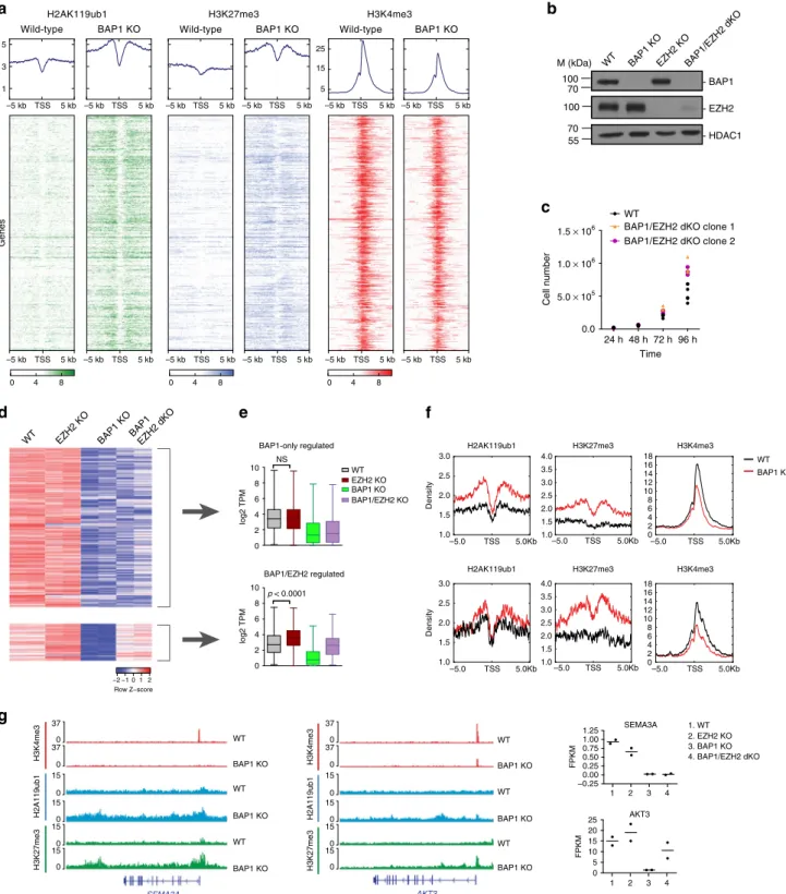 Fig. 4 BAP1.com promotes transcription independently of an antagonism with the PRC2 complex